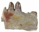 Ophiacodon (Permian Synapsid) Jaw Section - Texas #42970-1